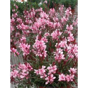 Gaura lindheimeri Passionate Blush - Díszgyertya