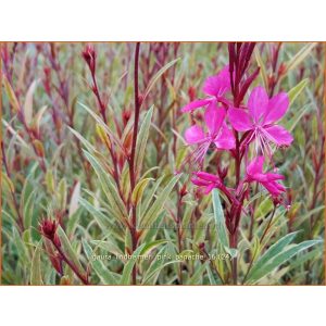 Gaura lindheimeri Pink Panache - Díszgyertya
