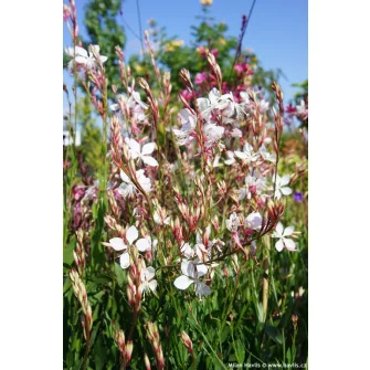Díszgyertya (Gaura)