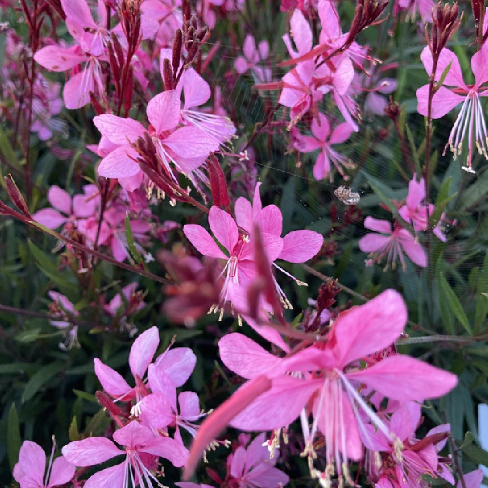 Gaura lindheimeri 'Tuttifrutti' - Díszgyertya - Ki
