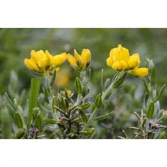 Rekettye (Genista)