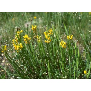 Genista sagittalis - Rekettye