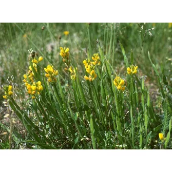 Rekettye (Genista)