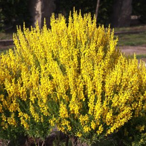 Genista tinctoria Royal Gold - Rekettye