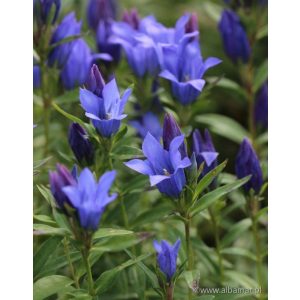 Gentiana Blue Star - Tárnics