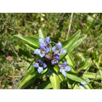 Tárnics (Gentiana)
