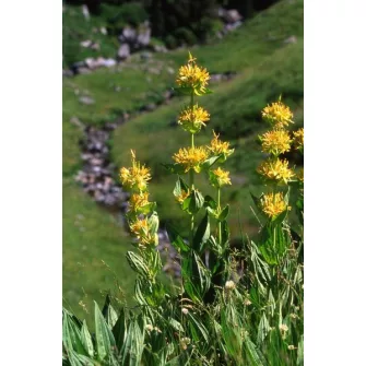 Tárnics (Gentiana)