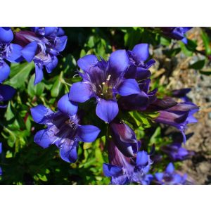 Gentiana septemfida lagodechiana - Tárnics