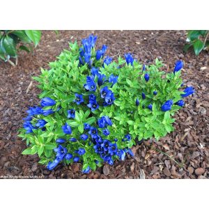 Gentiana Shine Blue - Tárnics