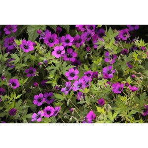Geranium Anne Thomson - Gólyaorr