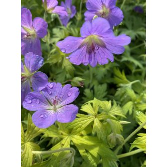 Gólyaorr (Geranium)