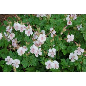 Geranium cantabrigiense Biokovo - Gólyaorr