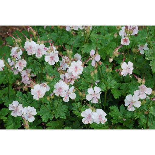 Geranium cantabrigiense Biokovo - Gólyaorr