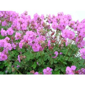 Geranium cantabrigiense Karmina - Gólyaorr