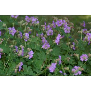 Geranium cantabrigiense Rosalina - Gólyaorr