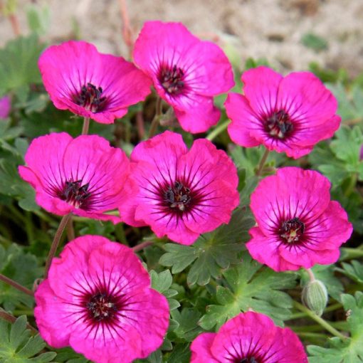 Geranium cinereum Jolly Jewel Pink - Gólyaorr