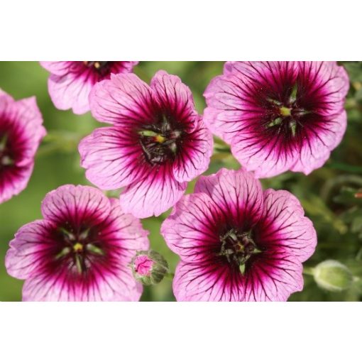 Geranium cinereum Jolly Jewel Violet - Gólyaorr