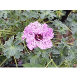 Geranium cinereum Laurence Flatman - Gólyaorr