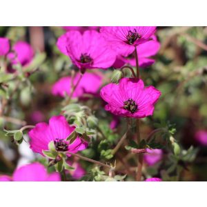 Geranium cinereum Purpureum - Gólyaorr