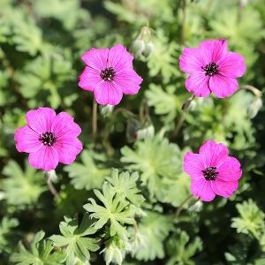 Geranium cinereum subcaulescens - Gólyaorr