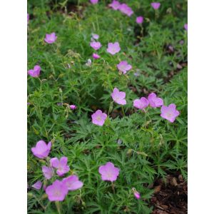 Geranium clarkei Kashmir Pink - Gólyaorr