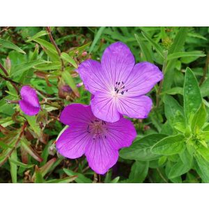 Geranium clarkei Kashmir Purple - Gólyaorr