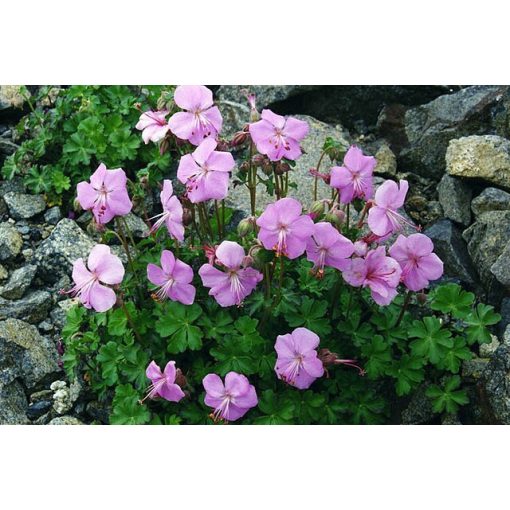 Geranium dalmaticum - Gólyaorr