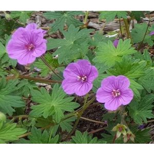 Geranium Dilys - Gólyaorr