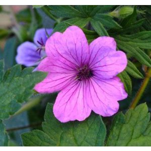 Geranium Elworthy Eyecatcher - Gólyaorr