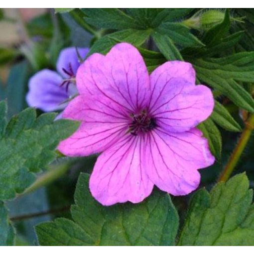 Geranium Elworthy Eyecatcher - Gólyaorr