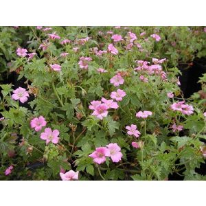Geranium endressii Wargrave Pink - Gólyaorr