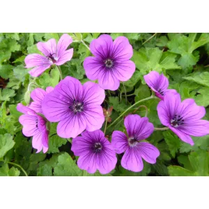 Geranium Hexham Velvet - Gólyaorr