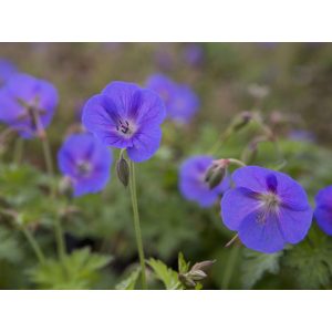 Geranium himalayense - Gólyaorr