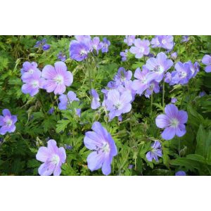 Geranium himalayense Irish Blue - Gólyaorr