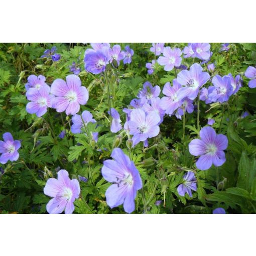 Geranium himalayense Irish Blue - Gólyaorr