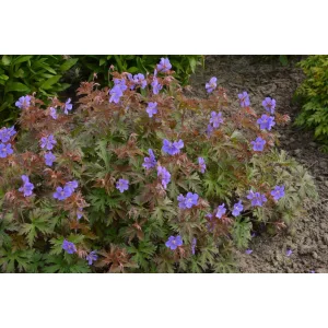 Geranium himalayense Kaya - Gólyaorr