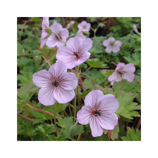 Geranium Joy - Gólyaorr