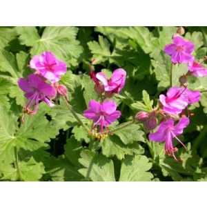 Geranium macrorrhizum Bevans Variety - Gólyaorr