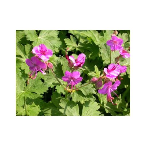 Geranium macrorrhizum Bevans Variety - Gólyaorr