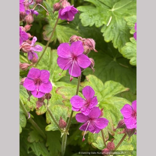 Geranium macrorrhizum Czakor - Gólyaorr