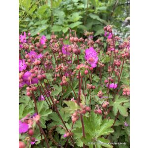 Geranium macrorrhizum Sandys Smile - Gólyaorr