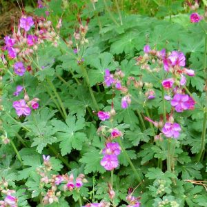 Geranium macrorrhizum - Gólyaorr