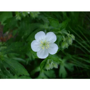 Geranium maculatum Album - Gólyaorr