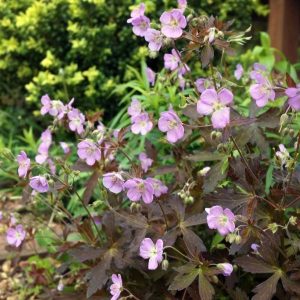 Geranium maculatum Espresso - Gólyaorr