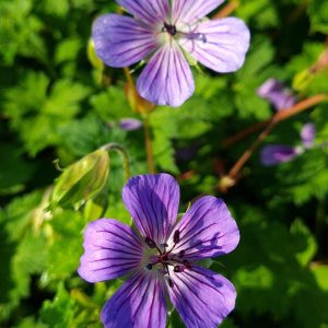 Geranium Magical Joy - Gólyaorr