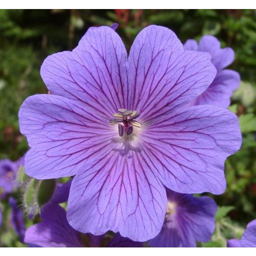 Geranium magnificum - Gólyaorr