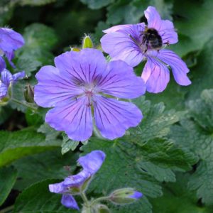 Geranium magnificum Ernst Pagels - Gólyaorr