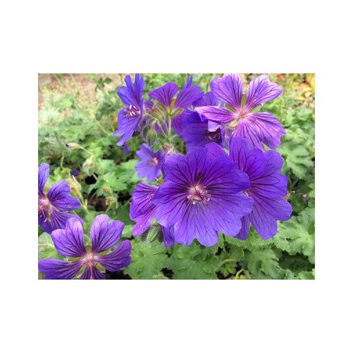 Geranium magnificum Rosemoor - Gólyaorr