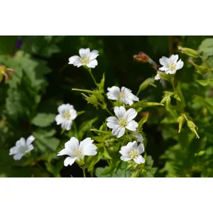 Geranium n. Wreighburn House White - Gólyaorr