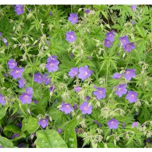 Geranium Nimbus - Gólyaorr